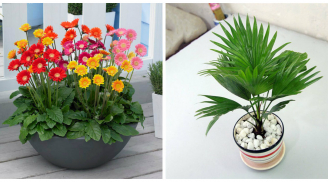 Top 10 loại cây xua tan bệnh tật, mang lại vượng khí giúp gia đình bạn luôn luôn khỏe mạnh
