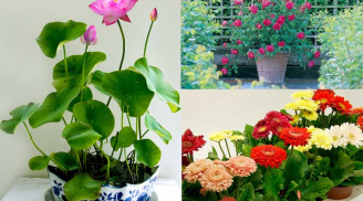 Trồng ngay 5 loài hoa này vào những tháng cuối năm để hóa giải mọi phong thủy xấu trong nhà