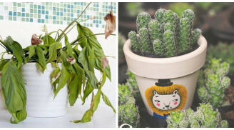 7 loại cây không bao giờ được bày trong nhà để tránh rước bệnh cho cả gia đình, tiêu hao tài lộc