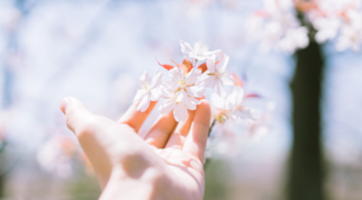 Tâm biết buông bỏ thì đời mới nở hoa, lòng không còn nặng nề thì thân thể mới tự tại