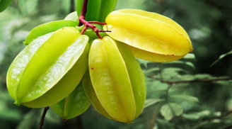 Lợi ích tuyệt vời, dồi dào dinh dưỡng cho cơ thể lại đẹp da từ quả khế mà không ai ngờ tới