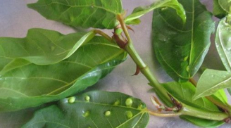 Mách bạn kinh nghiệm chữa bệnh trĩ lâu năm khỏi sau 2 tháng mà chẳng hề tốn tiền