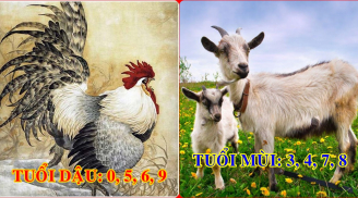 Cứ chọn đúng số đuôi điện thoại hợp tuổi, 12 con giáp sẽ HƯỞNG NO TÀI LỘC, phất lên như diều gặp gió