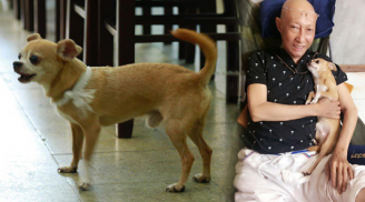 Xúc động hình ảnh chú cún nhỏ buộc khăn tang, quanh quẩn không rời bên linh cữu cố nghệ sĩ Lê Bình