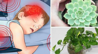 'Bảng vàng' 8 loại cây cảnh lọc sạch khí độc, hút cả bức xạ trong nhà, bảo vệ cả gia đình