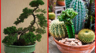 Còn đặt loại cây này trong nhà bảo sao thần Tài 'quay lưng bỏ đi', lộc lá cũng tiêu tán hết
