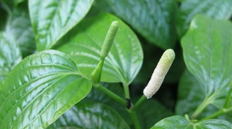 Người có đặc điểm này chớ dại ăn lá lốt kẻo 'lợi bất cập hại', nguy hiểm khó lường