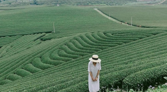 Lại thêm đồi chè xanh ngút ngàn hình bát úp 'đẹp như tranh' ở 'xát xịt' Hà Nội