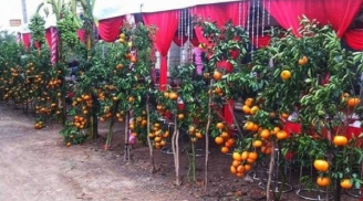 Xuất hiện chiếc cổng cưới ngập tràn hoa quả khiến ai cũng thích thú nhưng dân mạng lại chỉ ra điều khó ngờ