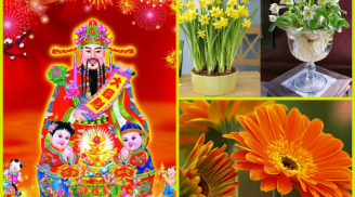 Tết Nguyên Đán cứ đặt loại hoa này trong nhà để 'chiều ý' thần Tài, cả năm may mắn, tiền bạc đổ về