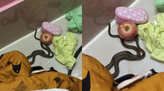 Đang cho con bú, mẹ “rợn người” khi thấy con rắn dài cả mét quấn lấy chiếc khăn còn mùi sữa