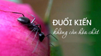 Chẳng cần thuốc xịt độc hại, đây mới là 5 cách đuổi kiến an toàn nhất