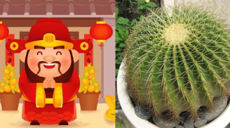 5 loại cây khí chất Thần Tài, không chỉ chiêu tài dẫn lộc mà còn lọc sạch khói bụi, vi khuẩn