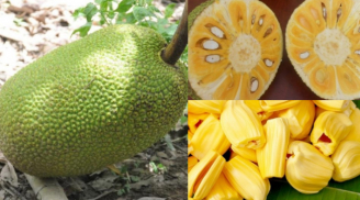 Mẹo chọn mít ngon, chín cây, không tẩm hóa chất