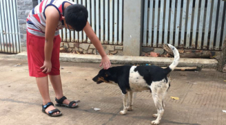 Bé trai 4 tuổi viêm não vì nhiễm giun đũa chó, mèo