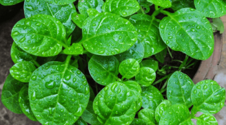 Những loại rau củ an toàn, ăn thoải mái không lo thuốc trừ sâu
