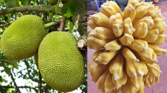 Tuyệt chiêu bóc mít chỉ bằng một đường cắt, chưa đầy 3 phút là được ăn