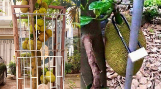 Bất ngờ phát hiện 2 quả mít 'không cánh mà bay', gia chủ có màn chống trộm làm ai cũng choáng