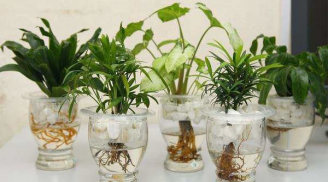 Trồng cây thủy sinh trên bàn làm việc để dễ dàng thăng quan tiến chức, tiền chảy ầm ầm vào túi