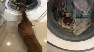 Chú chó buồn bã ngồi 'canh' chiếc máy giặt suốt một giờ đồng hồ, biết được lý do ai cũng bật cười