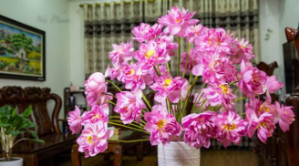 5 loại hoa đẹp bày trong phòng khách giúp hút tài lộc, rước thêm tiền của vào nhà