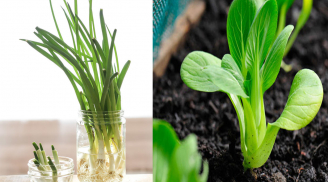 Rau củ thừa chớ vội vứt đi, đem ngâm vào nước chẳng mấy chốc có rau sạch tha hồ dùng
