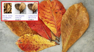 Lá bàng khô rụng đầy đường, giờ được rao bán 1.000 đồng/lá: Dân mạng 'tranh nhau' mua để làm gì?