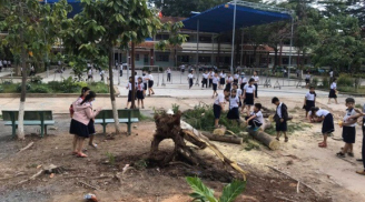 Cây phượng trong sân trường bật gốc, ngã đổ ngay sau khi học sinh ra về