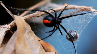 Muốn biến thành Spider-man như trên phim, 3 đứa trẻ tự cho nhện độc cắn