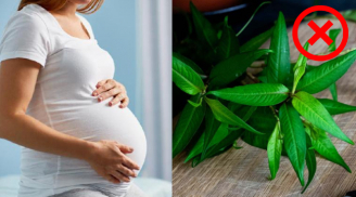 Những loại rau bà bầu không nên ăn, tránh sảy thai, sinh non