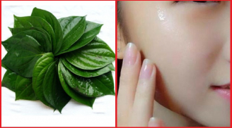 Công dụng tuyệt vời của lá trầu không, làm theo 1 cách còn có thể trị mụn nhọt, giảm cân