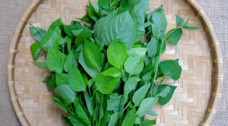 Rau ngót ngon - bổ - rẻ nhưng 3 nhóm người sau không nên dùng, tránh hại thân