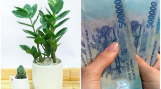 Loại cây nghe tên đã thấy giàu, nên tậu ngay để Thần tài 'gật đầu' ban tiền ngập két