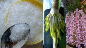 Dùng 3 thứ nước này để tưới lan, cây 'suy dinh dưỡng' bỗng ra hoa thơm ngát