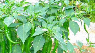 Đây là loại lá cây 'vô tình bị lãng quên' nhưng chữa được rất nhiều bệnh nguy hiểm