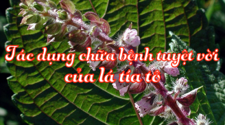 Một nắm lá tía tô tưởng vô dụng nhưng lại trị được hàng chục bệnh nguy hiểm, số 3 tuyệt vời nhất