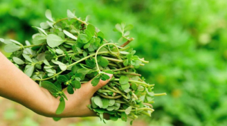 Thường xuyên ăn loại rau bị lãng quên mọc dại này, bạn sẽ thấy điều kỳ diệu xảy ra