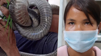 Diễn biến sức khỏe của người đàn ông bị rắn hổ mang cắn: Vết thương hoại tử, lọc máu liên tục
