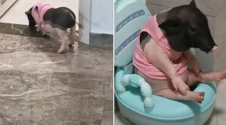 Chú heo dùng cả bệ xí để giải quyết 'nỗi buồn' với 'thần thái ngút ngàn' trông cưng xỉu