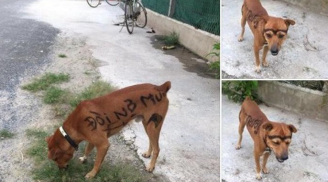 Cười lên cười xuống với 'Cậu Vàng' xăm trổ hổ báo, đáng chú ý là dòng 'tha thu' trên lưng