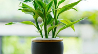 10 mẹo phong thủy 'đánh tan' điềm xui, mang lại may mắn và hạnh phúc cho gia chủ