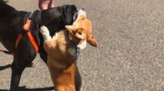 'Cưng hết sẩy' chú Corgi quảng giao, thấy bạn chó nào cũng ôm ôm rồi hôn một cái