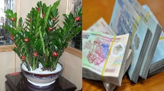 Âm thầm đặt 5 loại cây này lên bàn thờ “hối lộ” Thần Tài, giúp gia chủ làm gì cũng phát tài, viên mãn