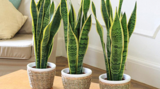 6 loại cây “sát khí” cao, trồng trong nhà Thần Tài chán nản, vợ chồng suốt ngày cãi vã, tiền bạc sa sút