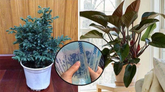 7 loại cây là con cưng của Thần Tài, cứ trồng quanh nhà là vượng phát, phúc lộc vô biên