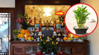 Đúng mùng 1 âm lịch, đặt 4 loại cây phát tài lên bàn thờ để tổ tiên phù hộ, cầu gì được nấy