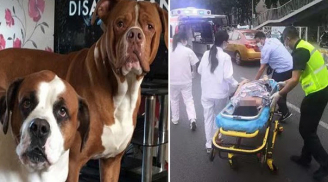 Thấy mẹ và con cãi nhau, 2 chú chó nhà nuôi lao vào cắn bà chủ thiệt mạng: 'Chúng muốn bảo vệ cô chủ'