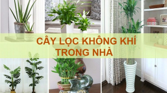 Top 10 cây lọc không khí trong nhà, ban đêm nhả oxy hút sạch chất độc: Tăng vượng khí, bình an cho gia đình