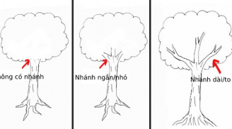 Nhìn cách vẽ cây biết được nội tâm bên trong và sự thành công của bạn như thế nào?