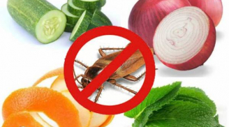 Vô tình đánh rơi vài lát hành tây thái mỏng ở góc bếp ai ngờ điều kỳ diệu xảy ra